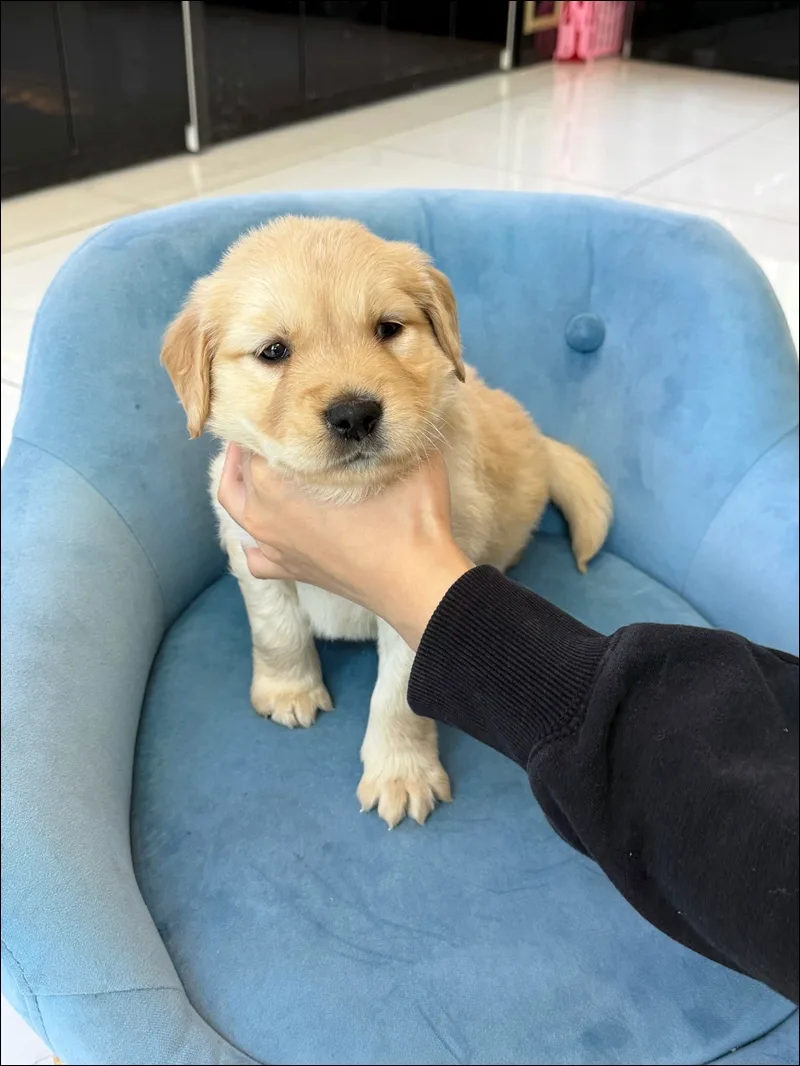 Golden Retriever Price 2026: Finding Ethical Breeders in the US 2