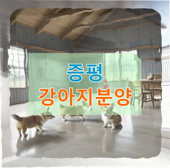 증평 요크셔테리어 분양 후기: 건강 문제와 행동 교정 2026