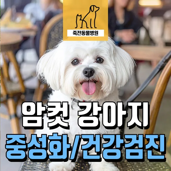 강아지 중성화 시기 및 유치 발치 2026: 간식 과다 영향 분석