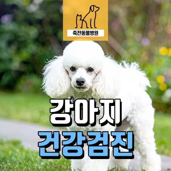 2살 강아지 칼륨 수치 상승 원인과 해결책 2026