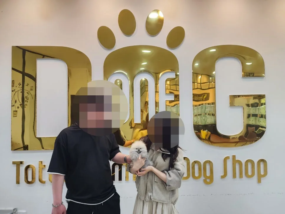 세종시 강아지 분양 2026: 포메라니안 건강하게 입양하는 법 3