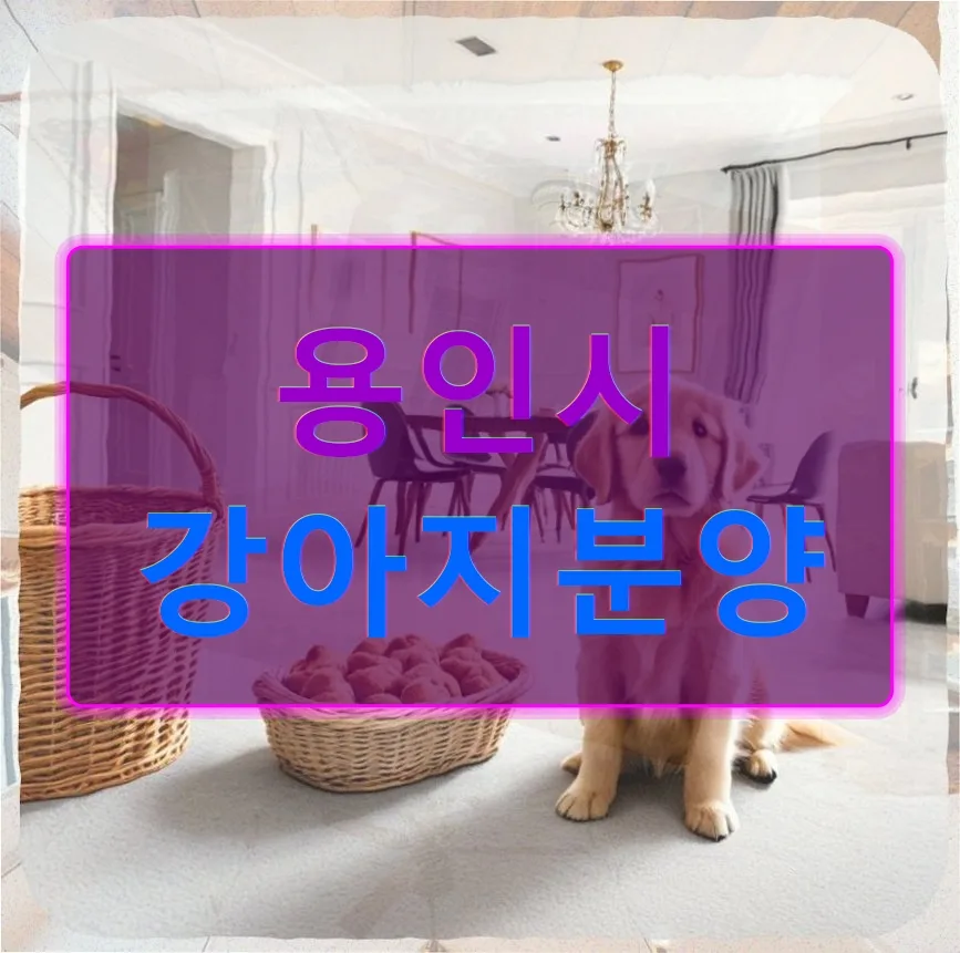 맞벌이 부부 강아지 입양 2026: 용인 브리더 경험담
