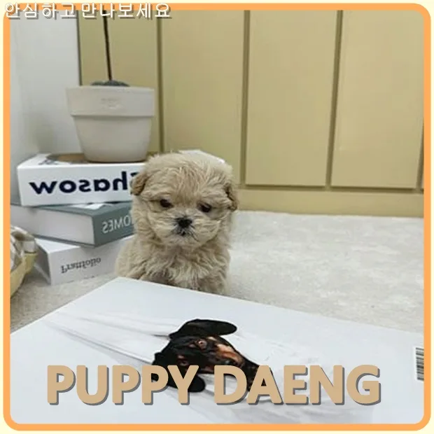 당진 미니강아지 분양 2026: 건강한 첫 만남을 위한 필수 체크리스트