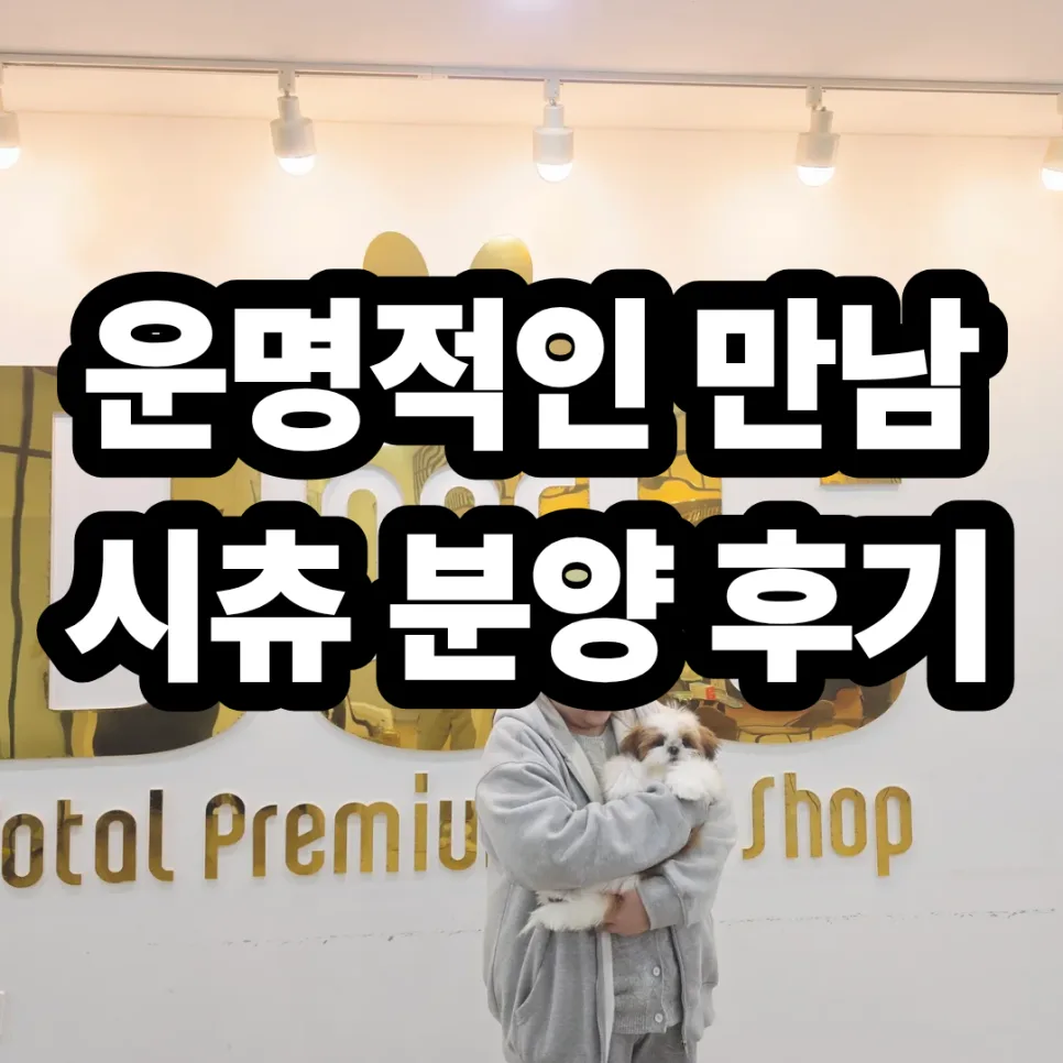 세종시 강아지 분양 후기: 시츄 '단츄' 입양 2026년 최신 정보