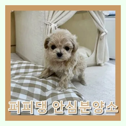 Maltipoo Adoption in 2026: Your Essential US Guide