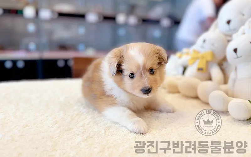 광진구 24시 애견샵: 건강한 반려견 분양 후기 2026 3