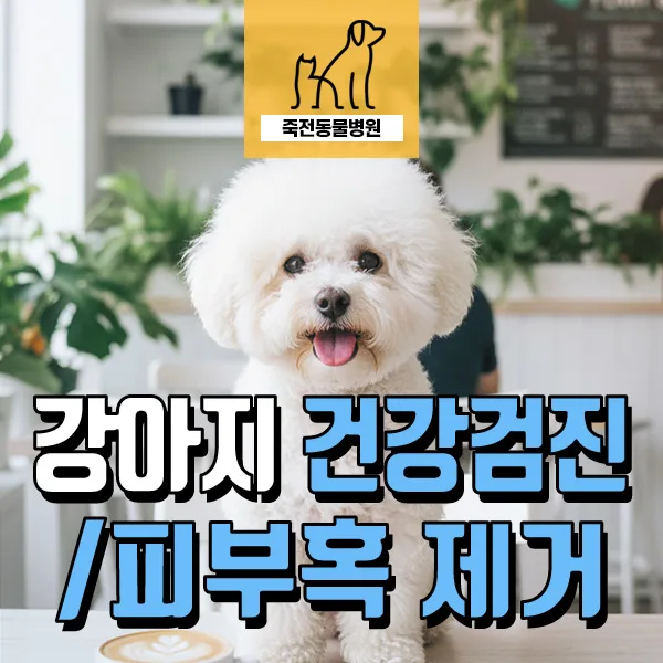 8살 강아지 종합검진 & 치과/피부 혹 제거 2026년 완벽 가이드