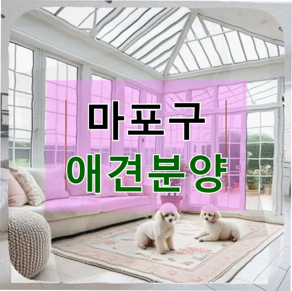 마포구 애견분양 웰시코기 선택 가이드 2026: 현실적인 고민과 결정