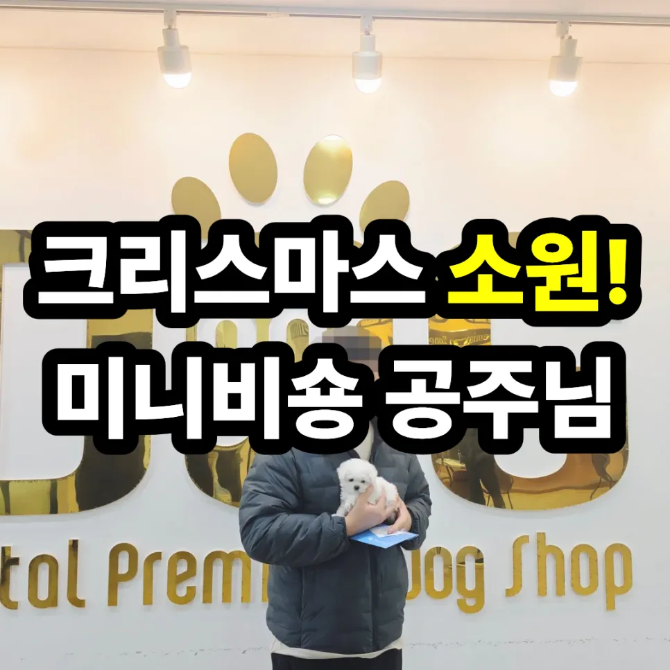 미니비숑 분양 2026: 크리스마스 선물로 받은 강아지 이야기