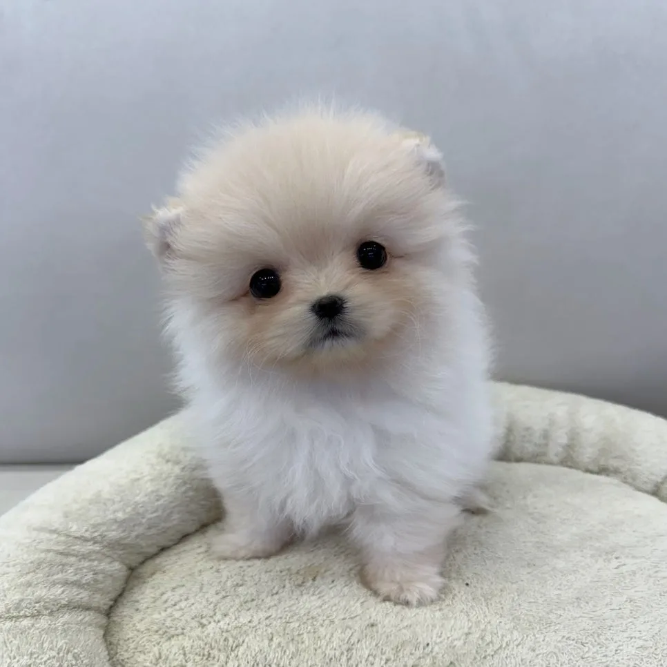 포메라니안 초보견주도 괜찮을까? 2026년 분양 핵심 가이드 — 반려동물 — incheondreamdog