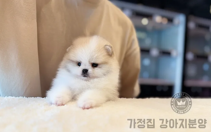 가정집 강아지 분양 2026: 건강한 반려견 선택 가이드 3