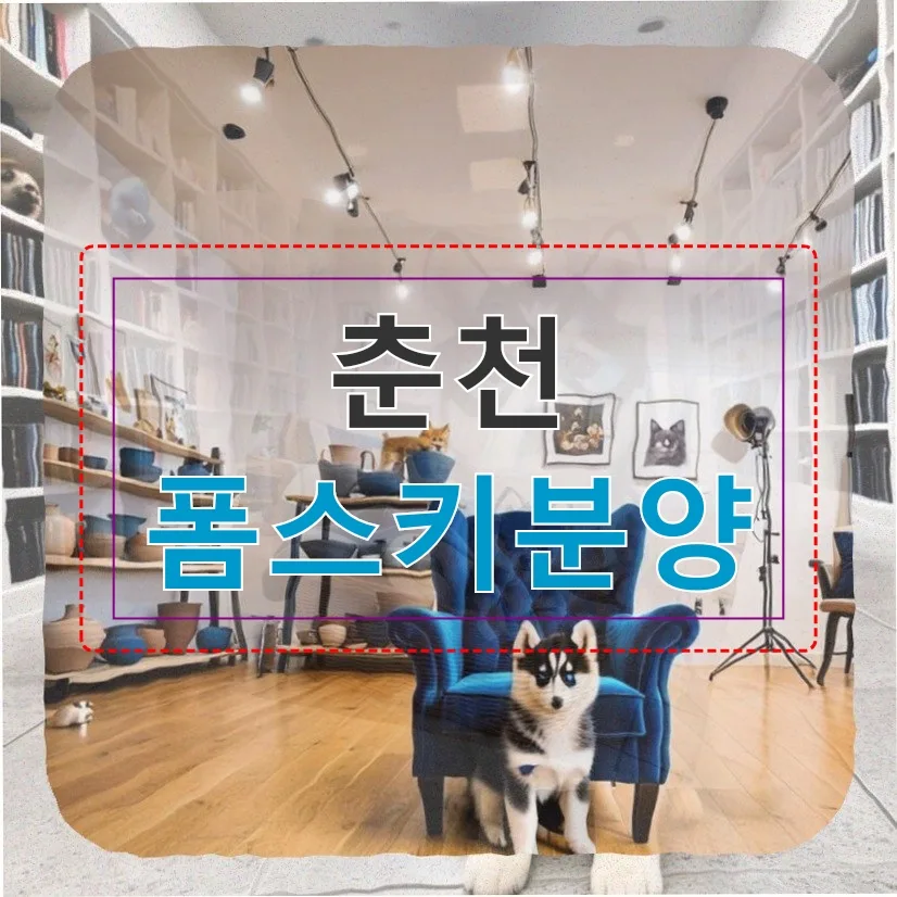 춘천 폼스키 분양, 첫 반려견 초코 외이염 극복기 2026