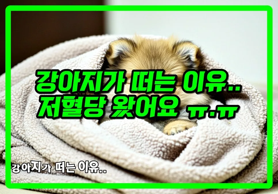 강아지 떨림 원인 2026: 저혈당 경험 기반 대처법 총정리