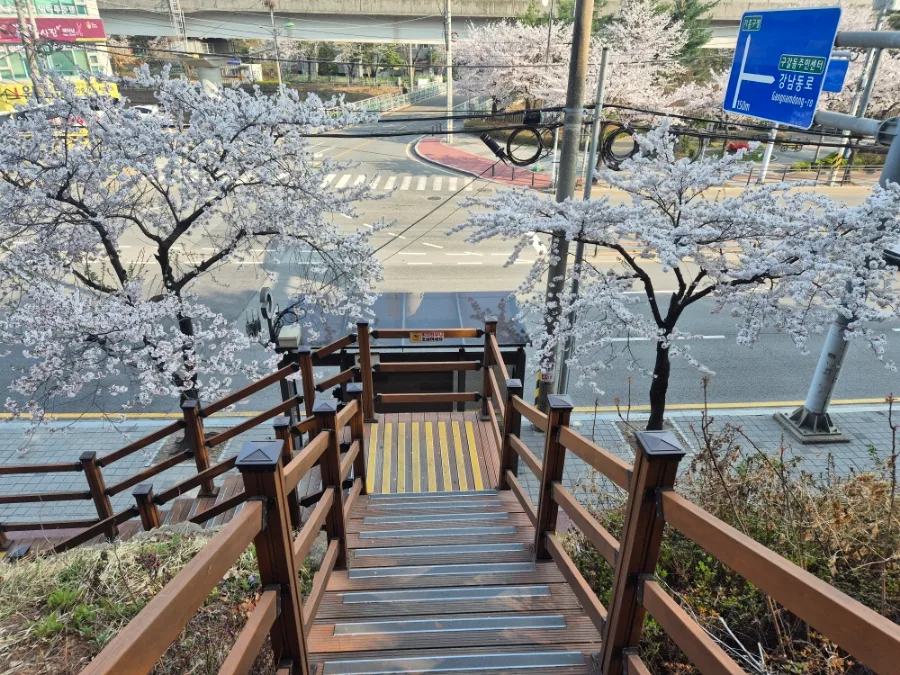 상하동 수변 산책길 2026: 봄날의 벚꽃과 함께 달리기 코스