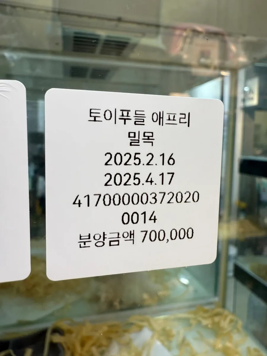 서면 토이푸들 분양: 애프리콧 '원더' 입양 조건 2026년 총정리