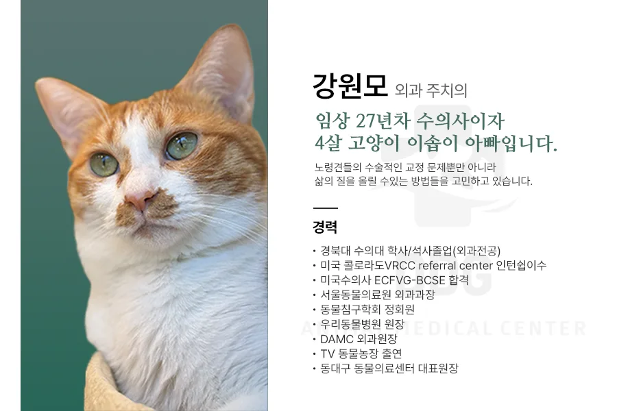 대구 고양이 건강검진 필수 체크리스트 2026: 연령별 검진 주기 완벽 분석