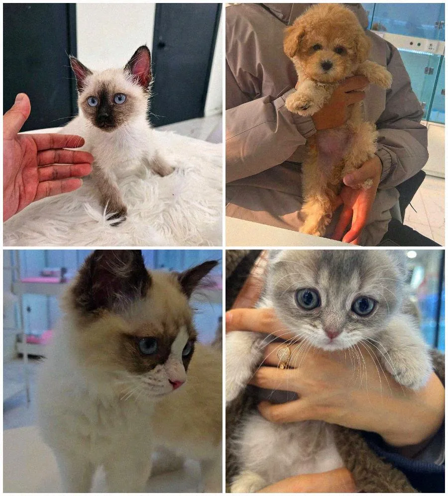 수원 강아지 분양 2026: 건강 상태 확인 필수 기준 5가지