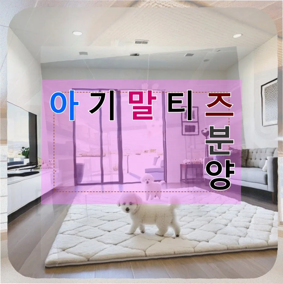 아기 말티즈 분양 준비: 현실적인 고민과 해결책 2026