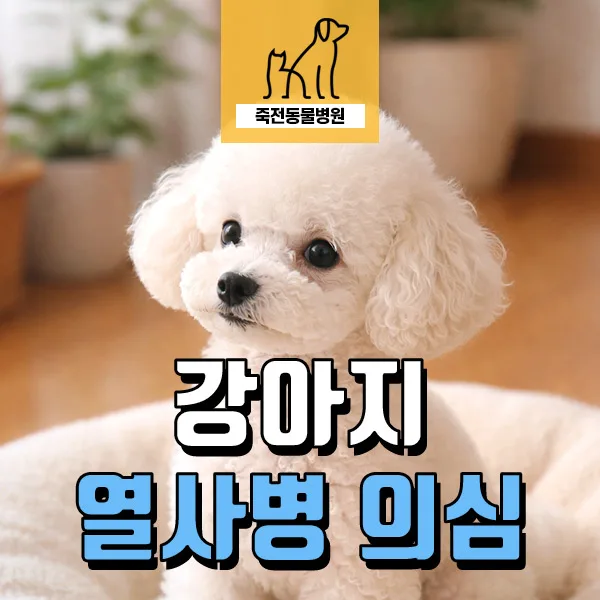 강아지 열사병 증상과 예방법 2026: 산책 후 구토·기력 저하 대처법