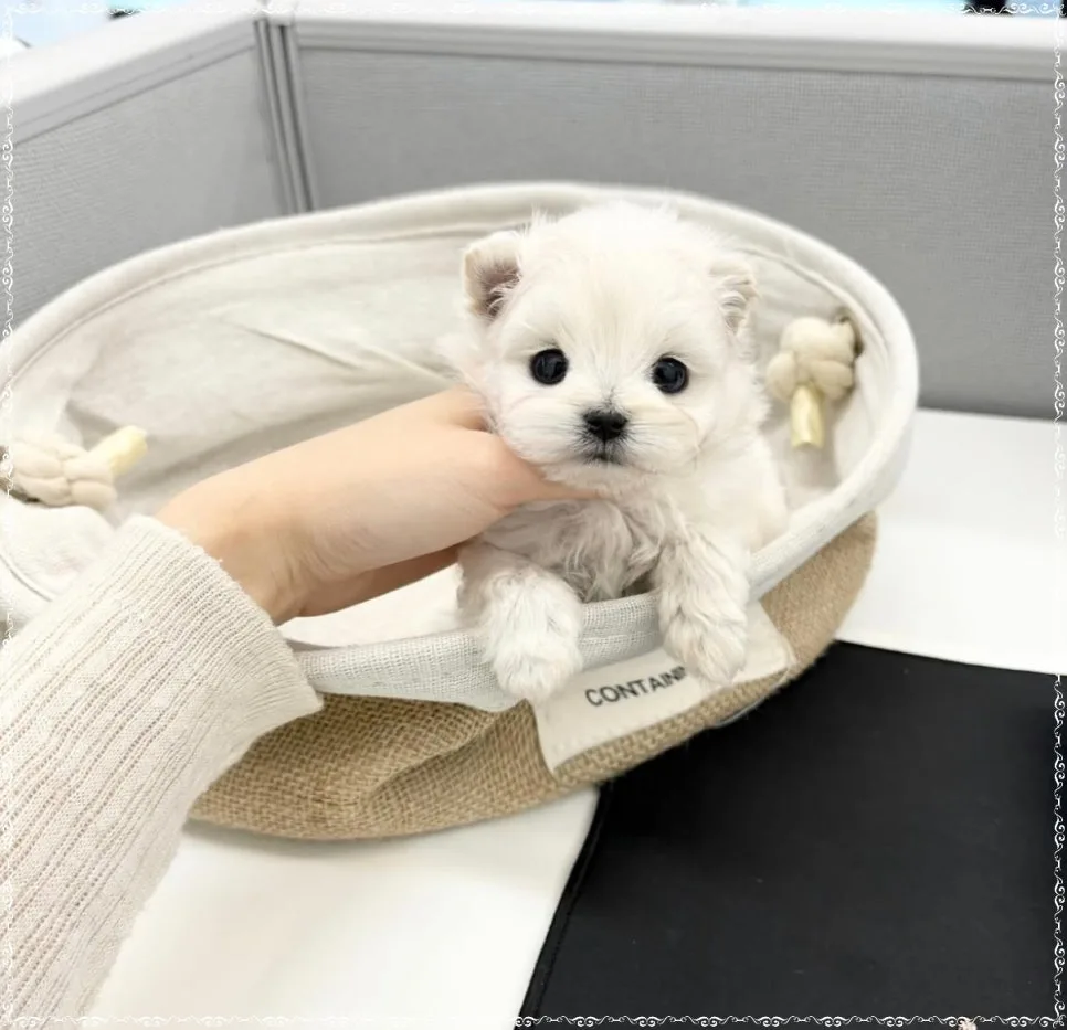 부천 말티폼 분양 2026: 퍼피플라워 위례점 인연 찾기
