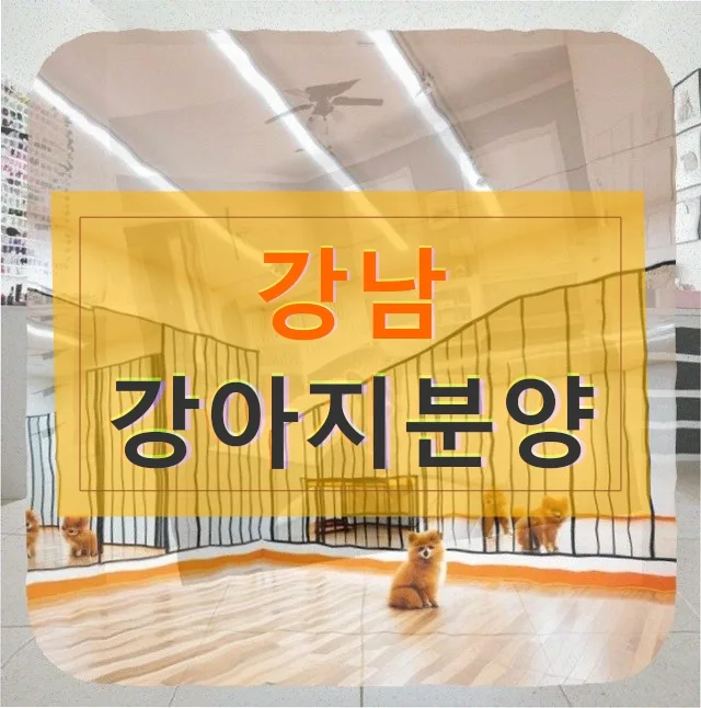 강남 강아지분양 8살 노견 여름나기: 서머컷 vs 부분컷 2026