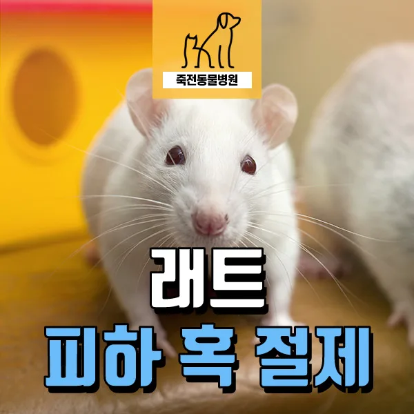 래트 혹 절제 수술, 몸무게 1/3 혹 제거 성공 사례 2026