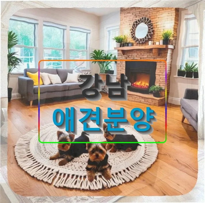 강남 비숑 미용 상담 2026: 첫 미용 준비와 주의사항 완벽 정리
