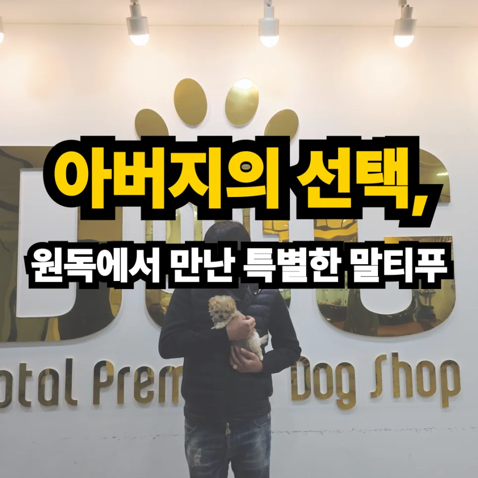 세종시 말티푸 분양, 아버지의 특별한 선택 후기 2026
