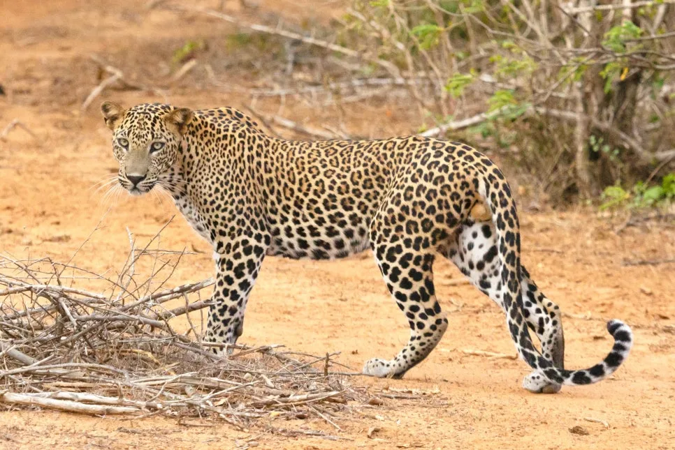 영어 발음 오류 2026: Leopard, Iron, Adjacent 정확히 읽는 법