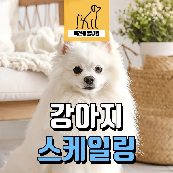 강아지 스케일링 시기 및 필요성: 2026년 최신 가이드