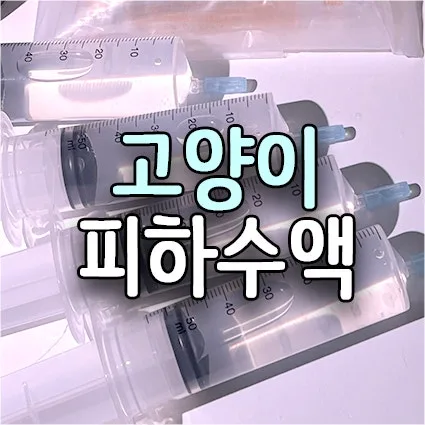 고양이 피하수액 놓는 법 2026: 위치·보관·준비물 완벽 정리