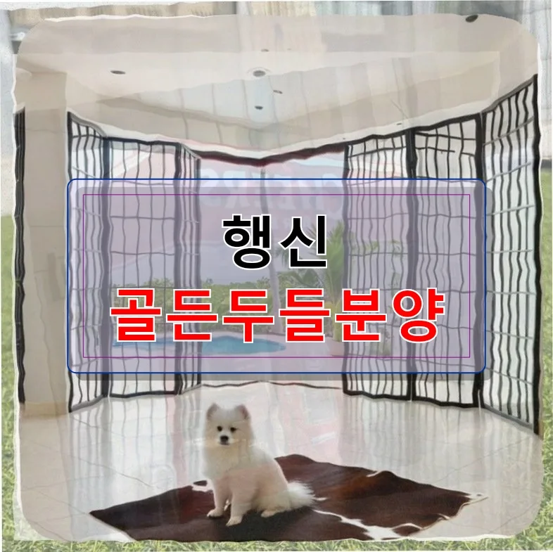 골든두들 분양 현실 고민: 사료, 옷, 영양제, 사회화 2026년 총정리
