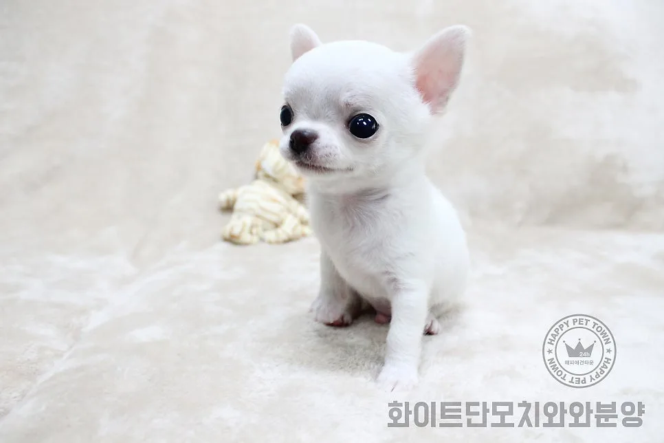 화이트 단모 치와와 분양, 인형 같은 반려견 입양 후기 2026 2