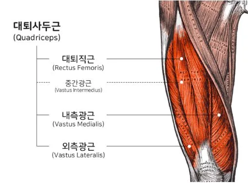 2026년 마포역 PT: 탄력 하체 라인 만드는 레그 익스텐션 꿀팁