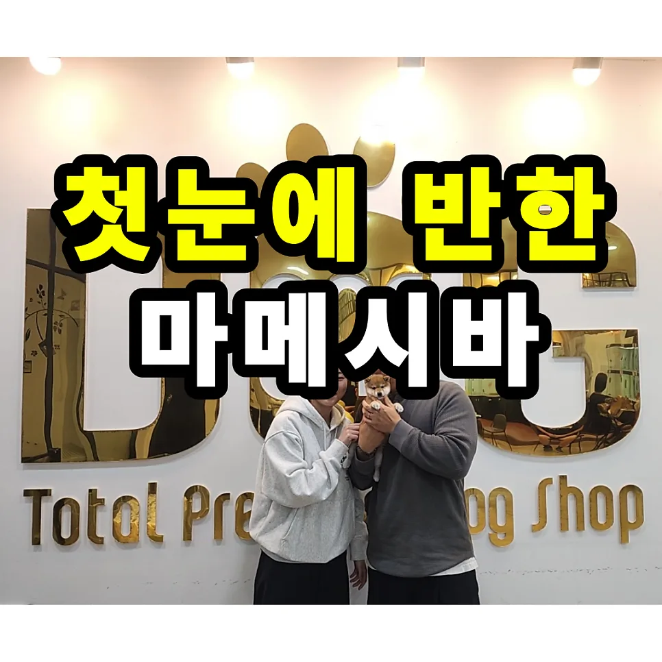 세종시 강아지 분양 2026: 11년 신뢰 원독 황시바 입양 후기 2