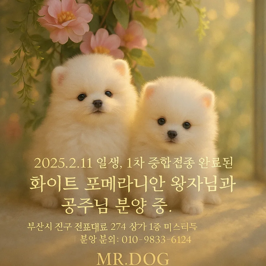 화이트 포메라니안 분양 2026: 특별 할인 조건과 건강 관리법