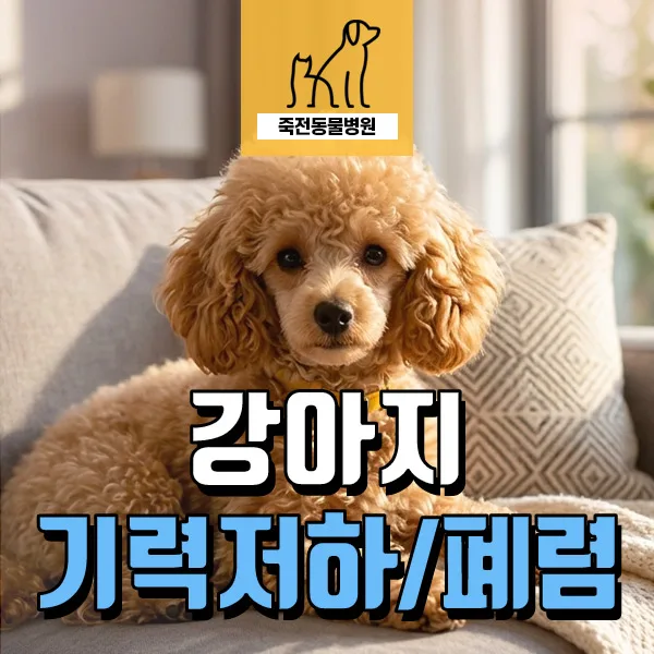 노령견 기력 저하, 식욕 부진 원인? 폐렴 치료 사례 2026