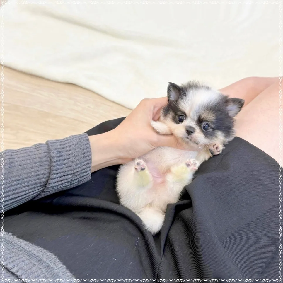 방학동 치와와 분양 2026: 건강한 반려견 찾는 법 총정리