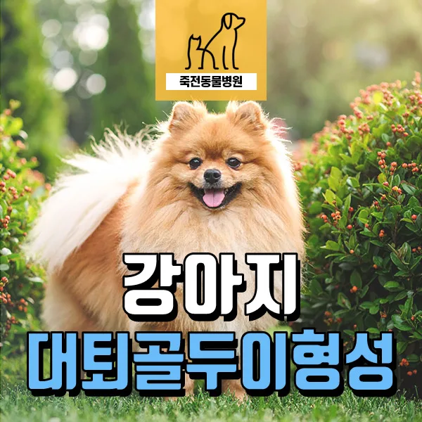 강아지 고관절 이형성 수술 2026: 뒷다리 절뚝임 원인과 회복 과정