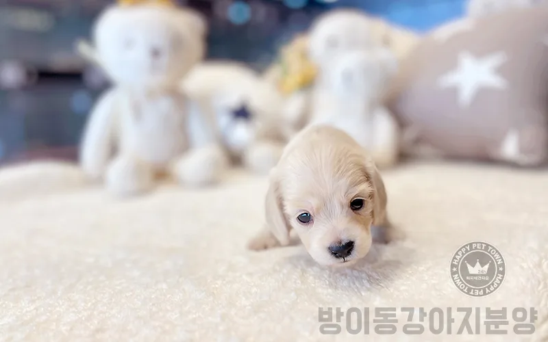 방이동 강아지 분양 퓨어 크림 닥스훈트 입양 후기 2026 3