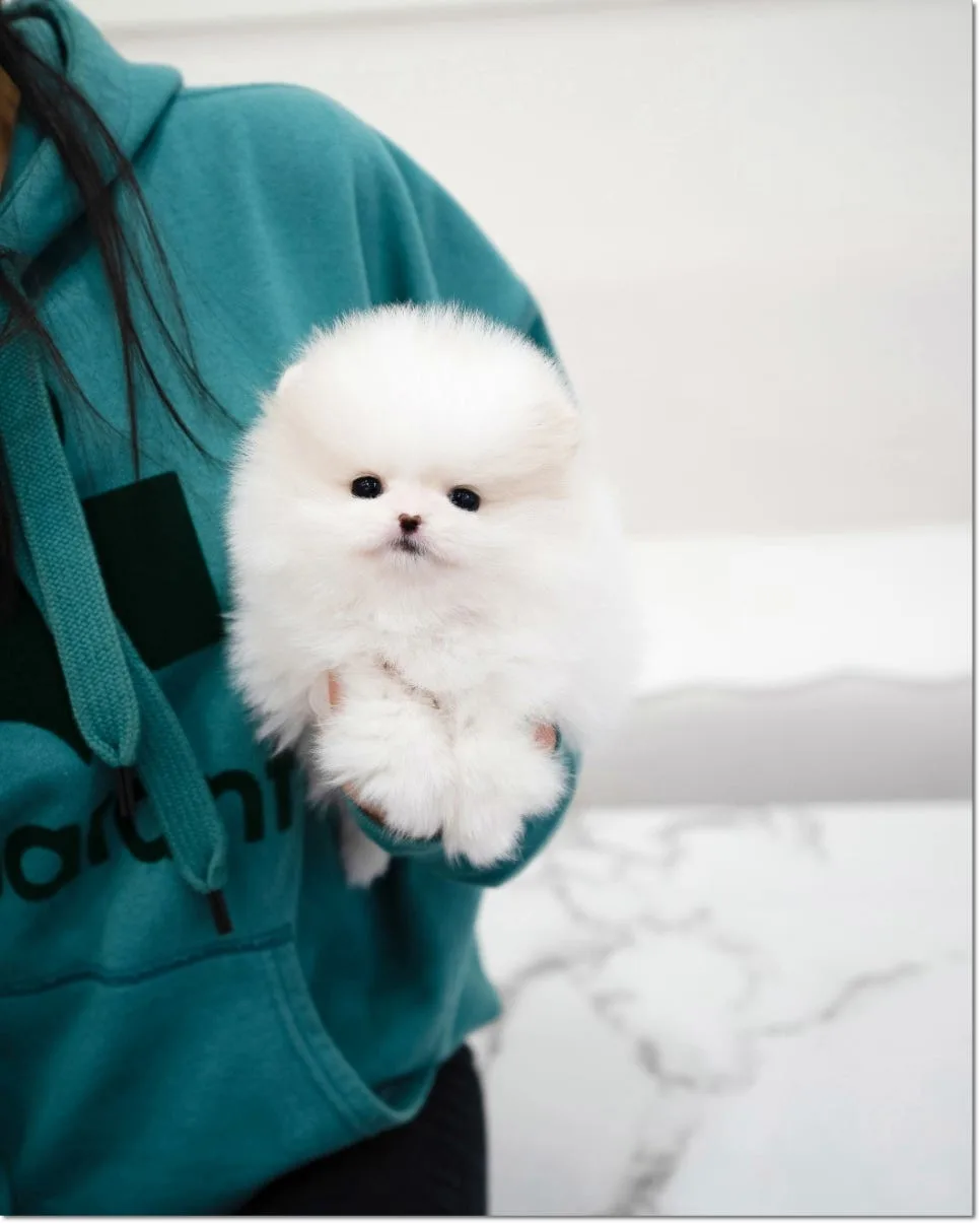 목동 강아지 분양 2026: 건강한 반려견 입양 가이드