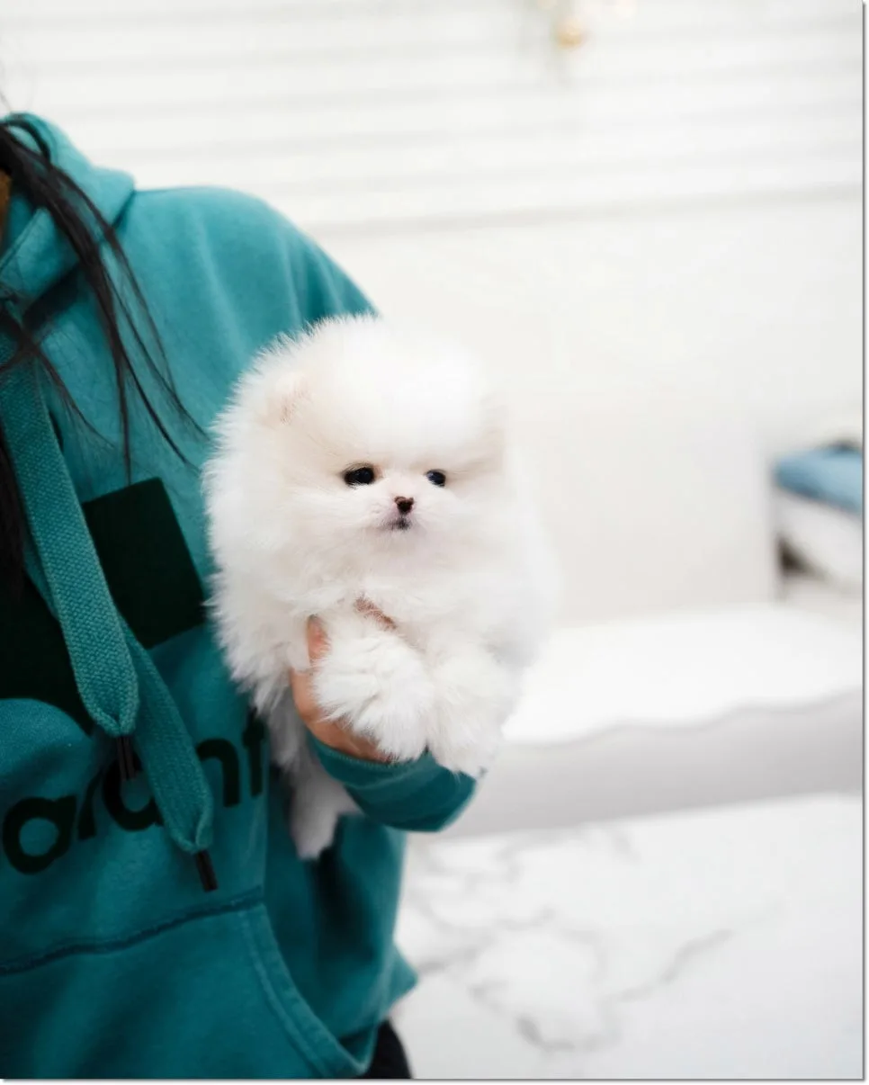 목동 강아지 분양 2026: 건강한 반려견 입양 가이드 2