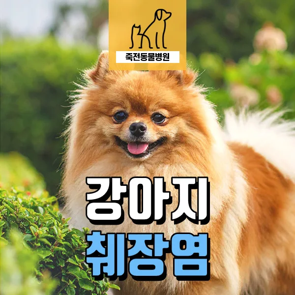 강아지 췌장염 재발 원인과 관리법 2026년 총정리