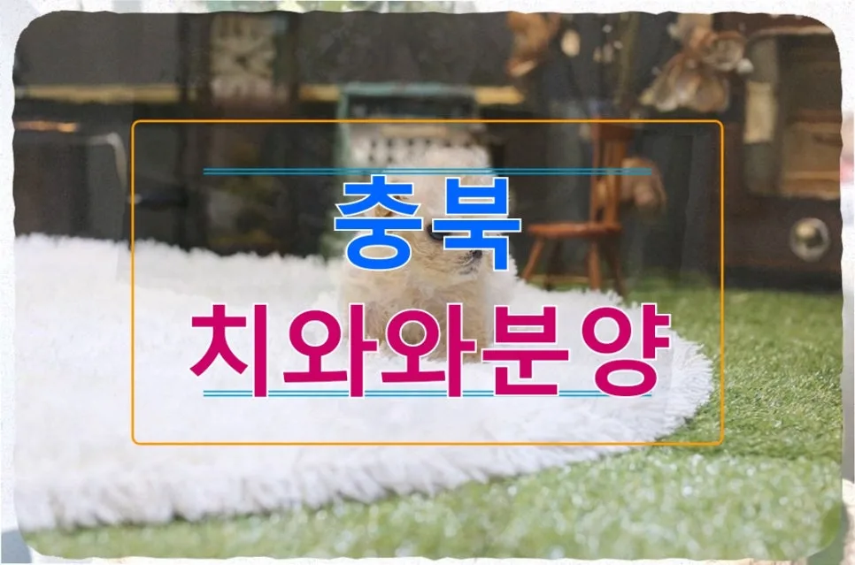 치와와 분양 2026: 아이 교육과 외로움 해소, 충북 분양 후기