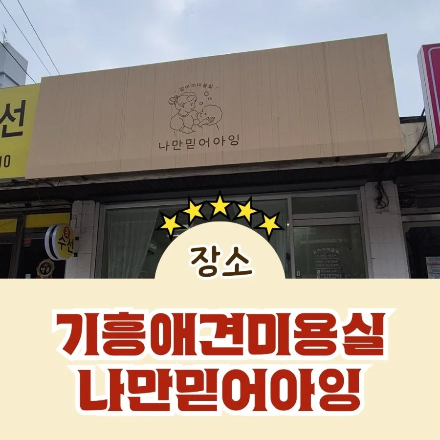 용인 기흥구 비숑 스포팅 미용 2026: 나만믿어아잉 솔직 후기