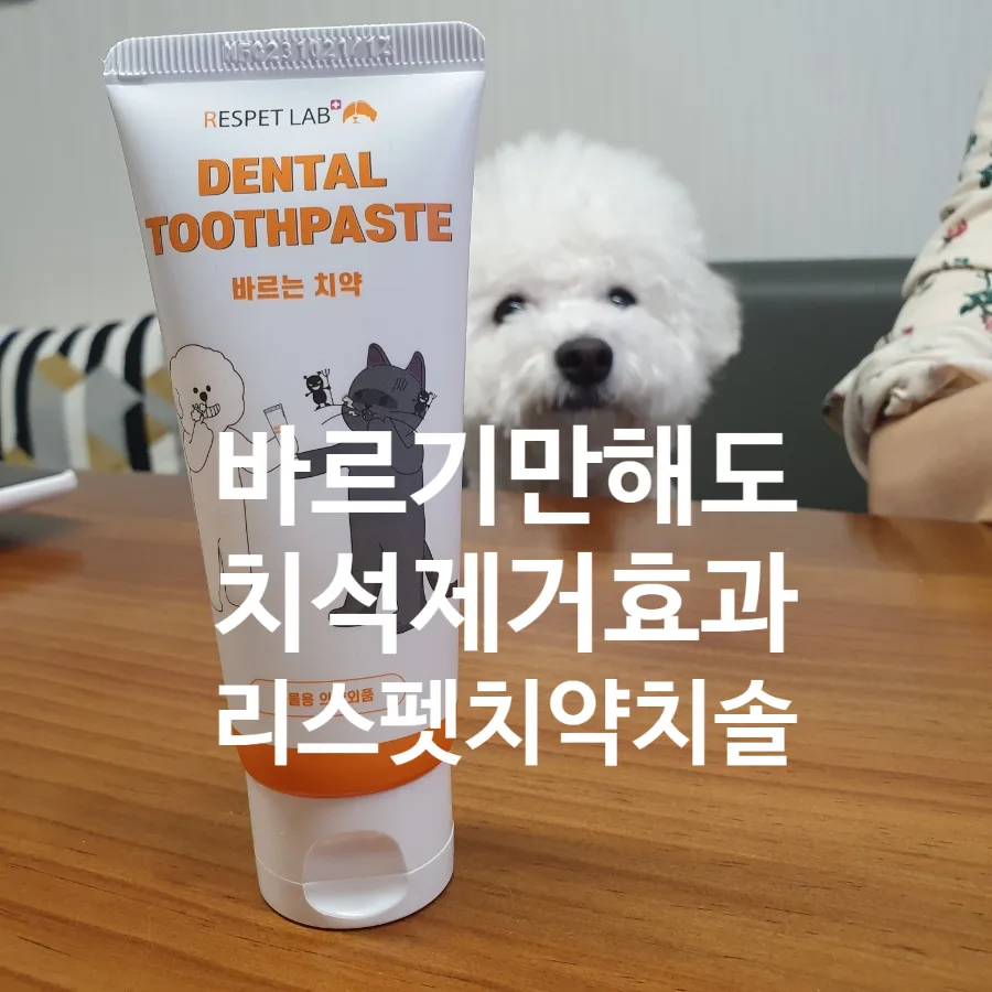 강아지 치석 제거, 2026년 바르는 치약 효과와 사용법 총정리