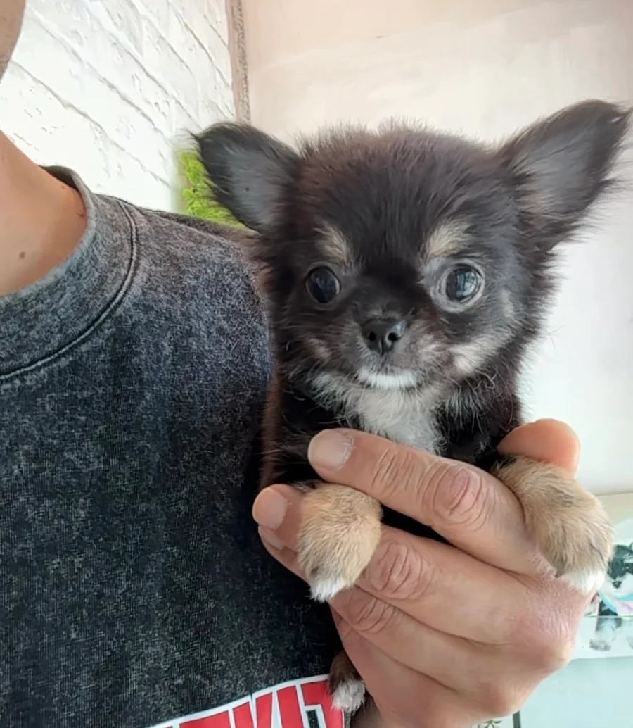 부산 치와와 분양 2026: 초소형 블랙탄 장모 공주님 입양 가이드
