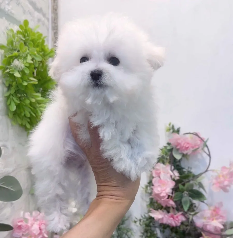 미니비숑 분양 2026: 초소형 '벤지' 왕자님 건강하게 키우는 법