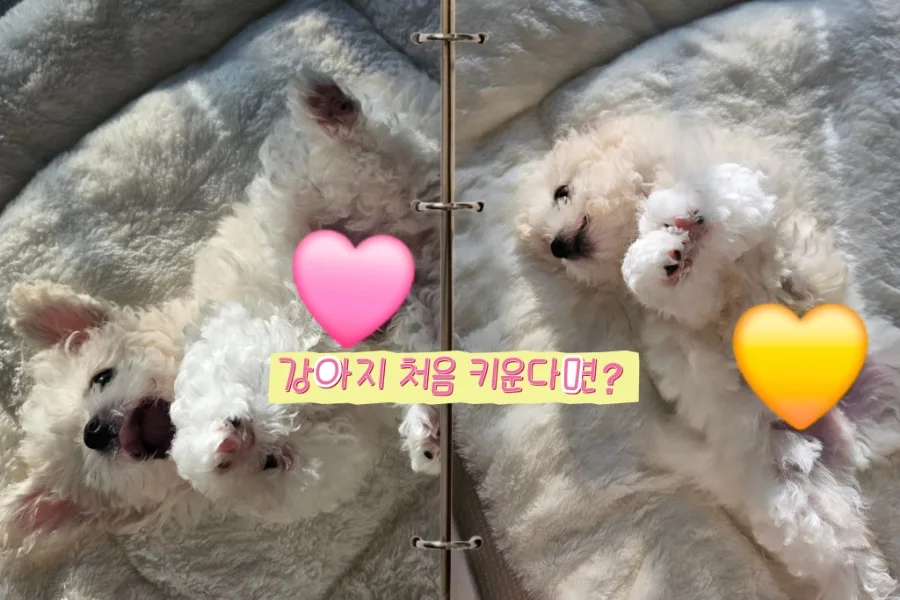 새로운 가족 맞이: 반려견 첫날 적응 완벽 가이드 2026