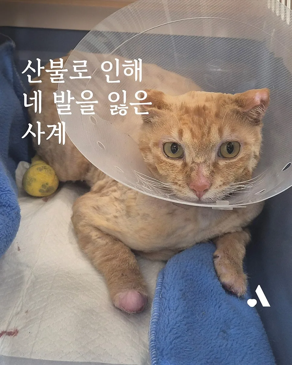산불 고양이 사계, 네 발을 잃을 위기 극복 스토리 2026